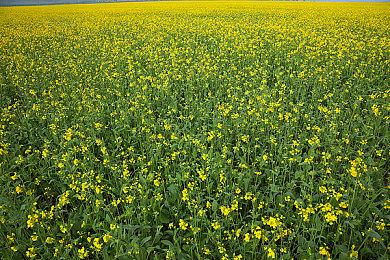 玩家研究后认为《战地》游戏新作的地图设定在埃及